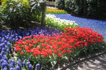 Blomsterriket – Holland Avgang 15. april 2021